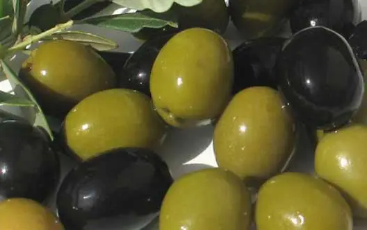 Olive Press for Kids