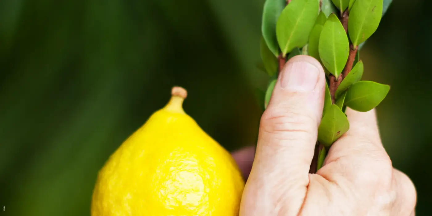 Experience your very own Lulav and Esrog! CAPITAL CAMPAIGN donate here