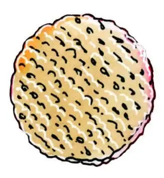 All Food Will Be Catered by Seasons in Scarsdale!