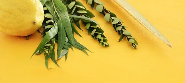 Purchase your own Lulav and Etrog Set