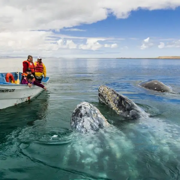 WHALE WATCHING