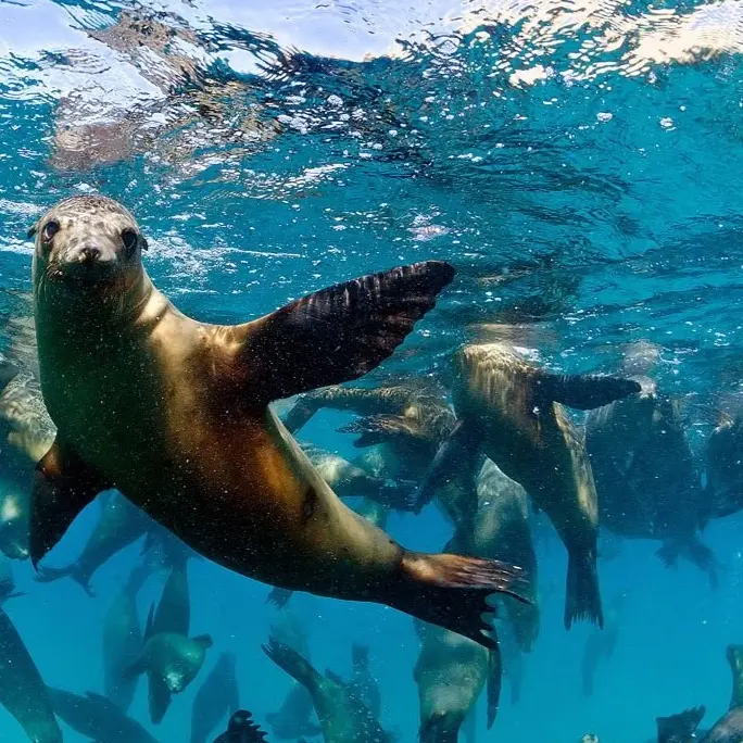 SWIM WITH SEA LIONS