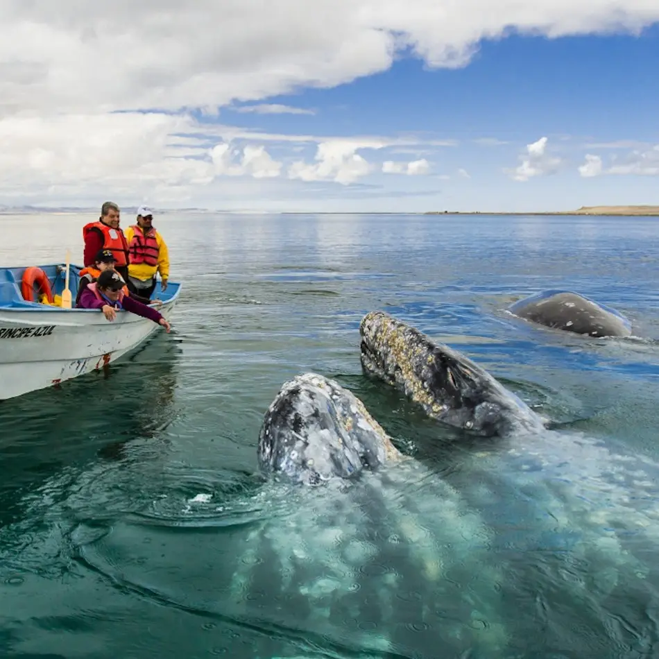 WHALE WATCHING