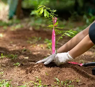 Een boom planten