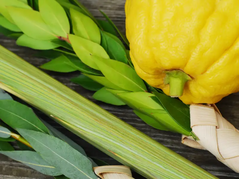 Purchase Lulav & Etrog Set