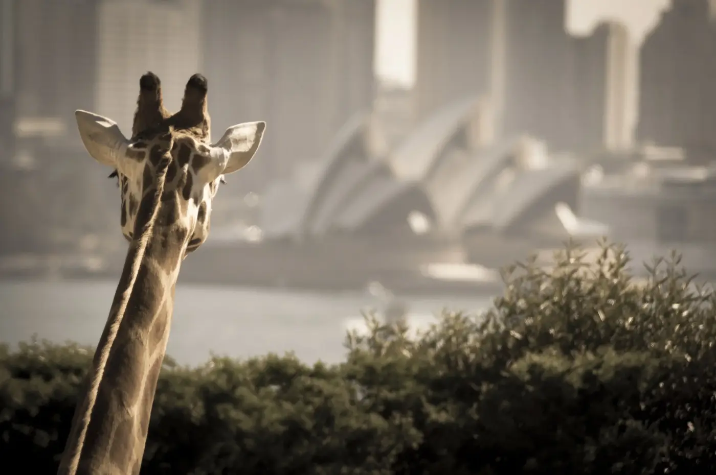 Taronga Zoo