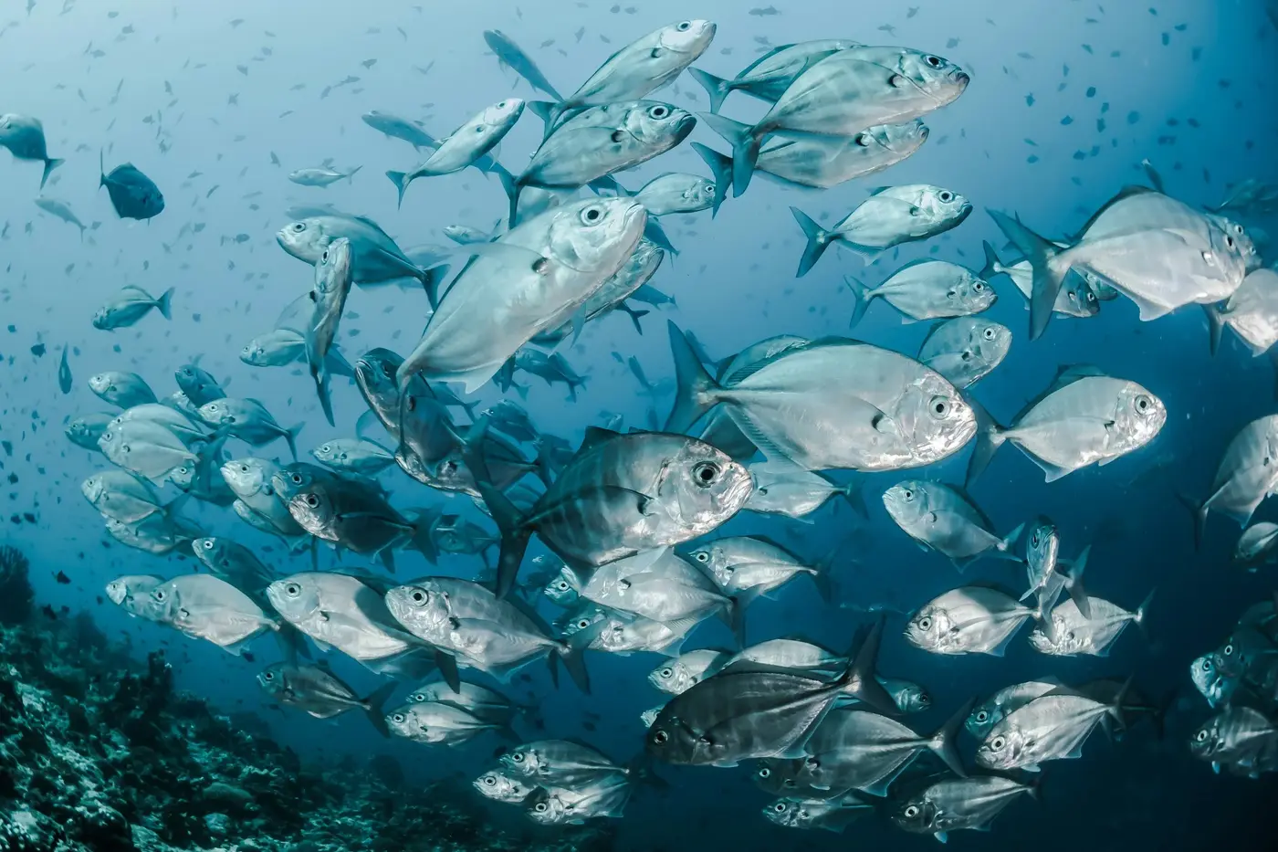 Fishy Business