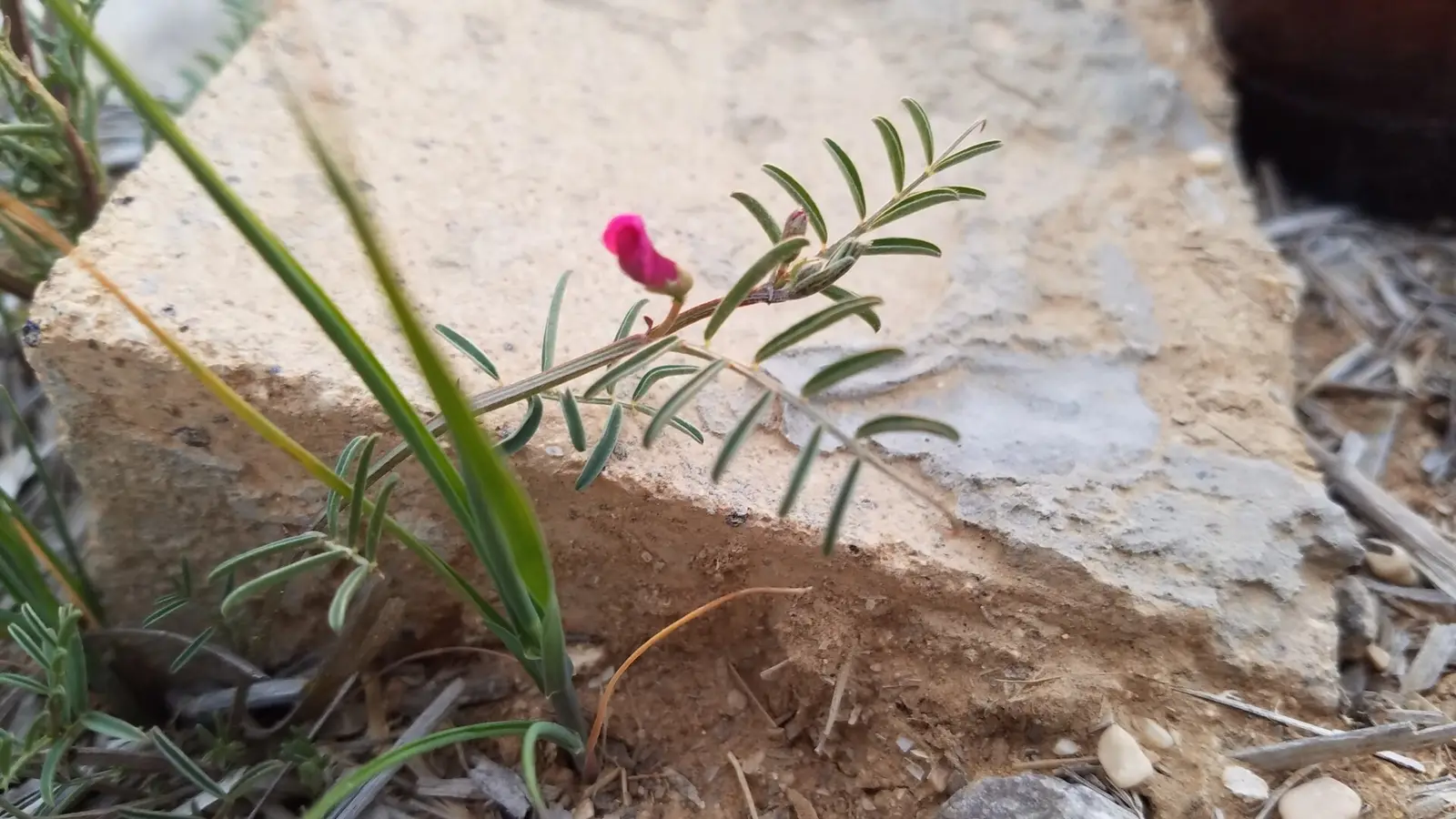 Chabad Ashalim