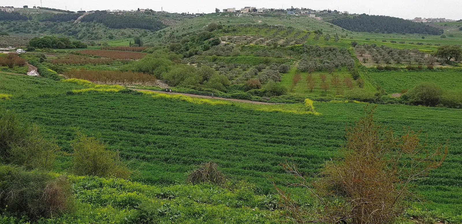 Chabad Ramat Tivon